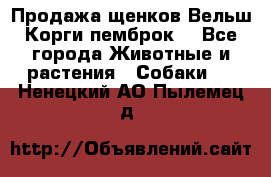 Продажа щенков Вельш Корги пемброк  - Все города Животные и растения » Собаки   . Ненецкий АО,Пылемец д.